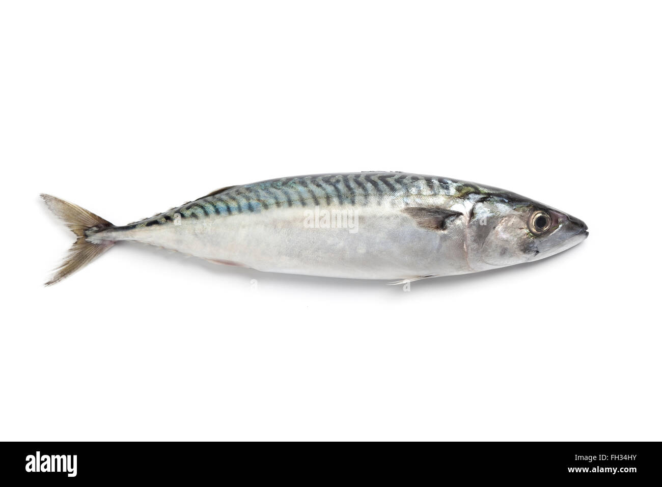 Whole single fresh mackerel fish on white background Stock Photo