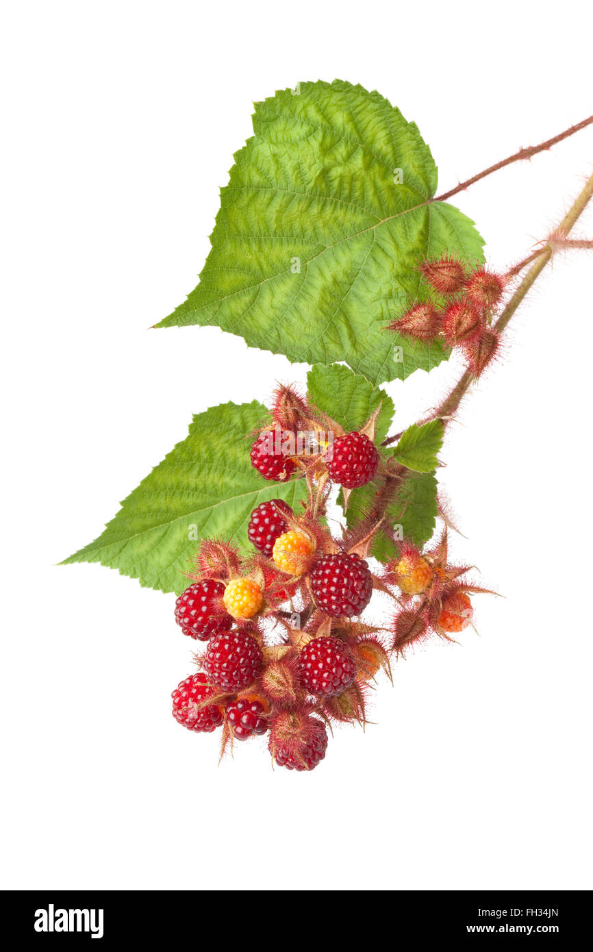 Branch of red edible berries of a Japanese Wineberry Rubus phoenicolasius with leaves on white background Stock Photo