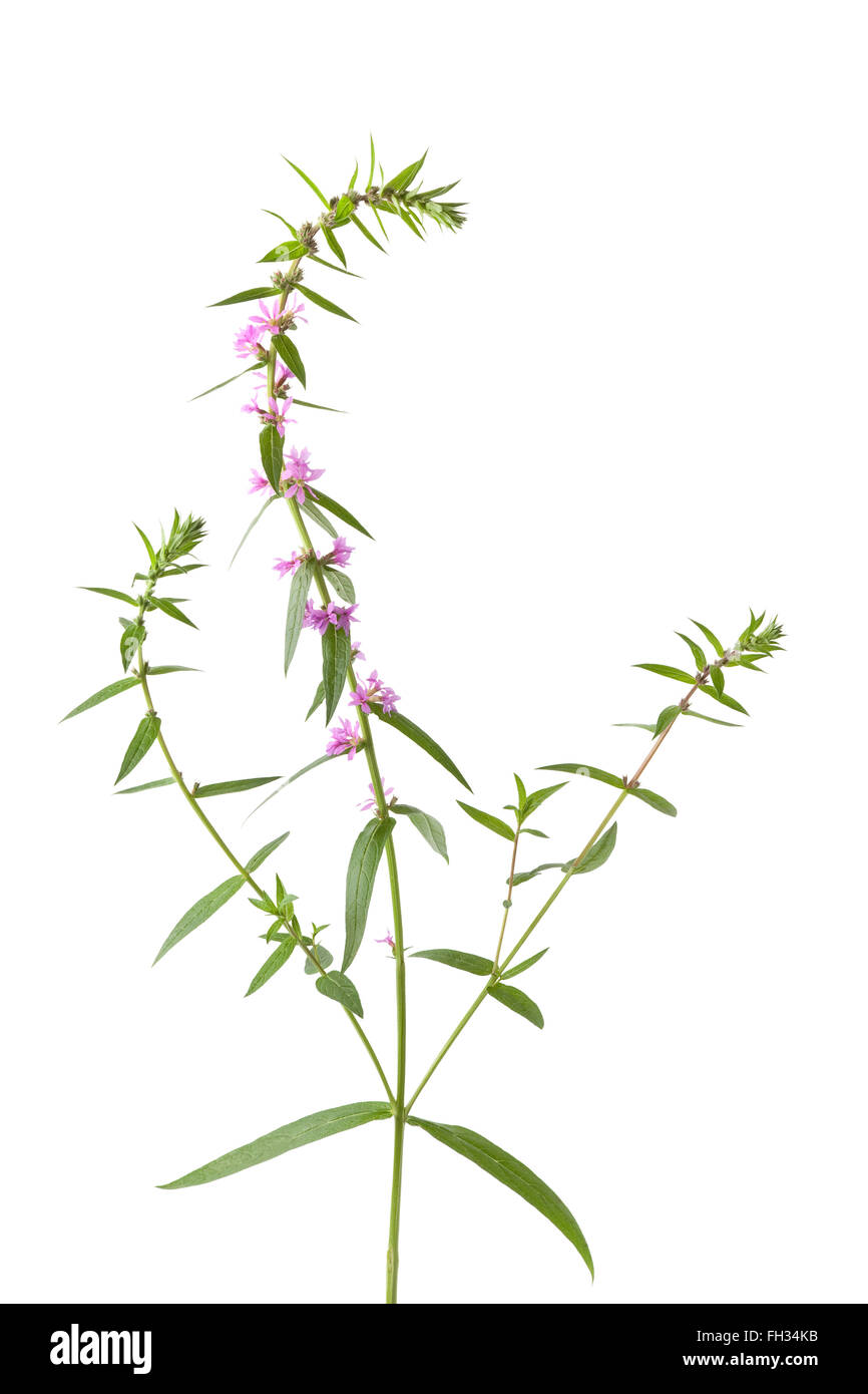 Fresh purple loosestrife isolated on white background Stock Photo