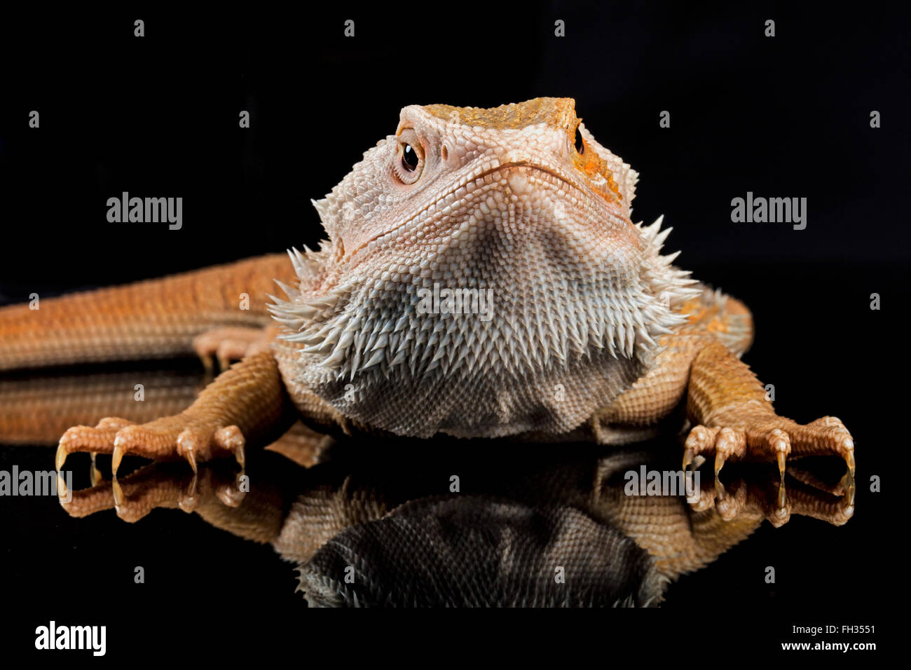 Bearded Dragon with dramatic reflection on black perspex, looking menacing with prominent display of sharp claws. With Property Release. Stock Photo