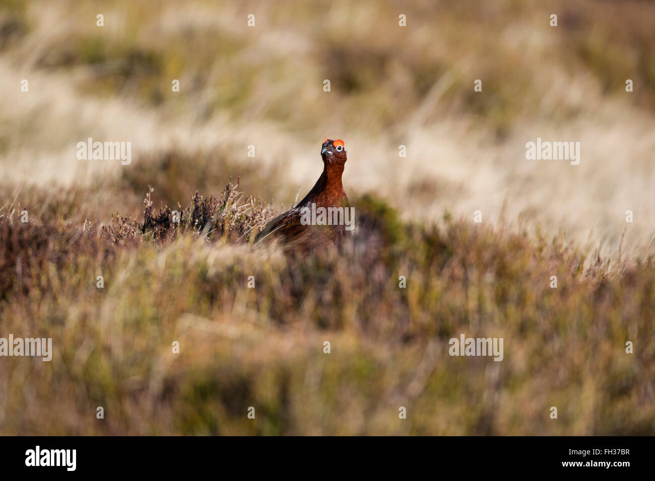 Red Grouse Lagopus lagopus scotica in early spring sunshine on Yorkshire moorland Stock Photo