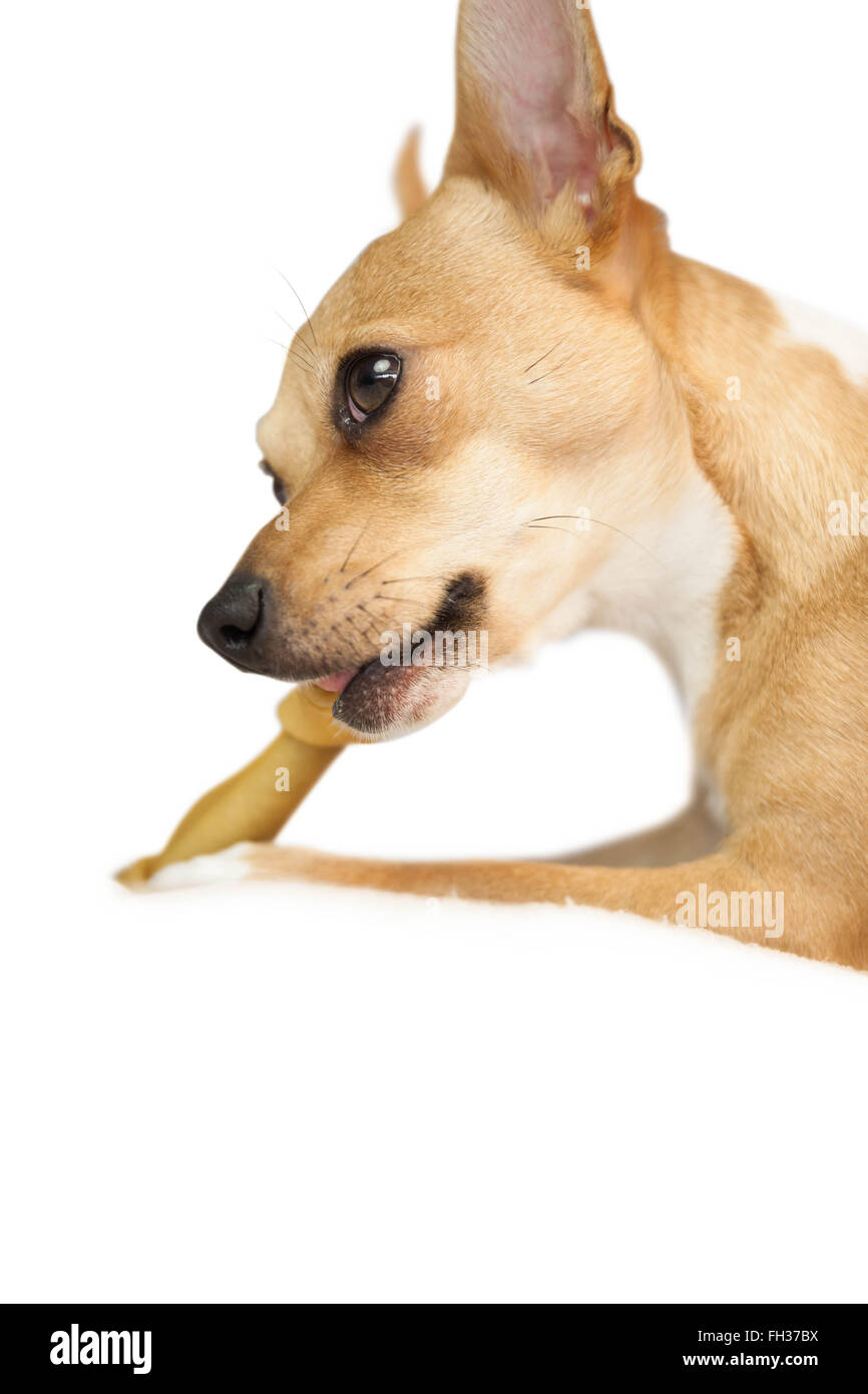 Cute dog chewing bone toy Stock Photo Alamy