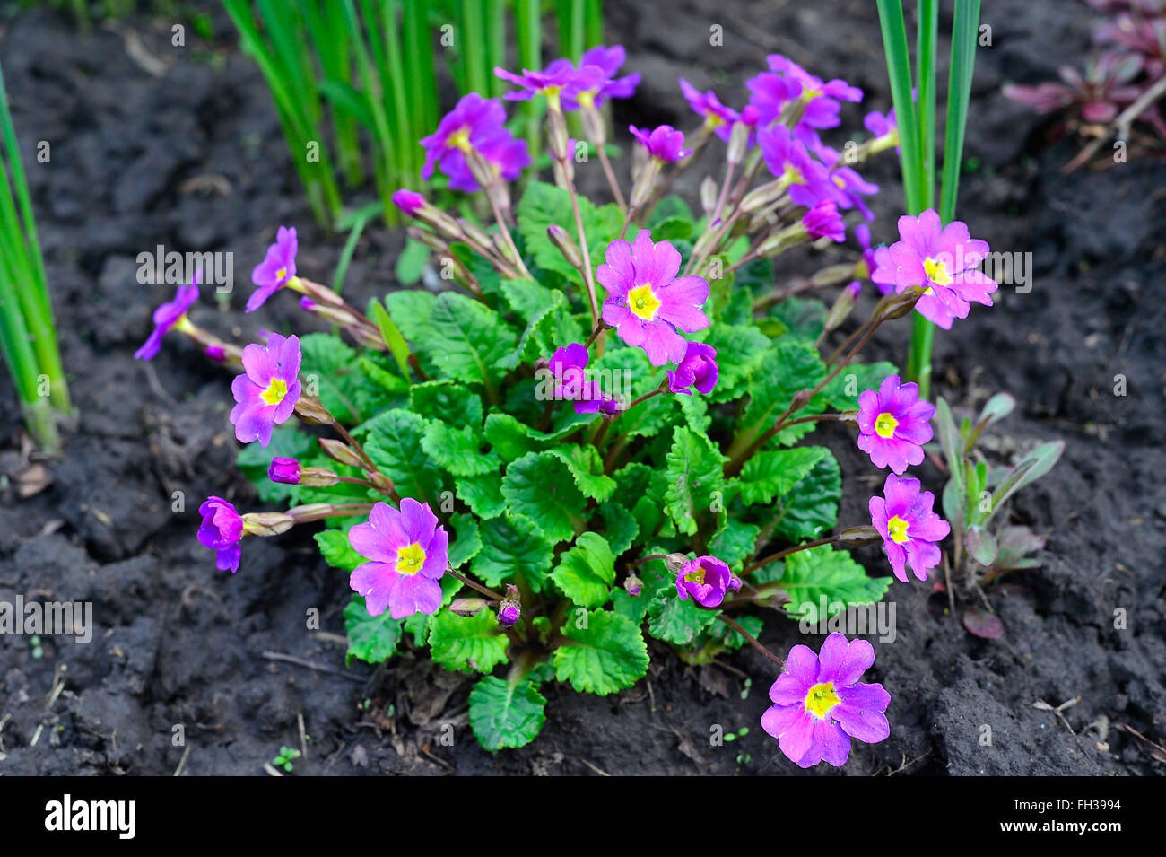 Blooming purple primrose in a flowerbed in spring Stock Photo Alamy