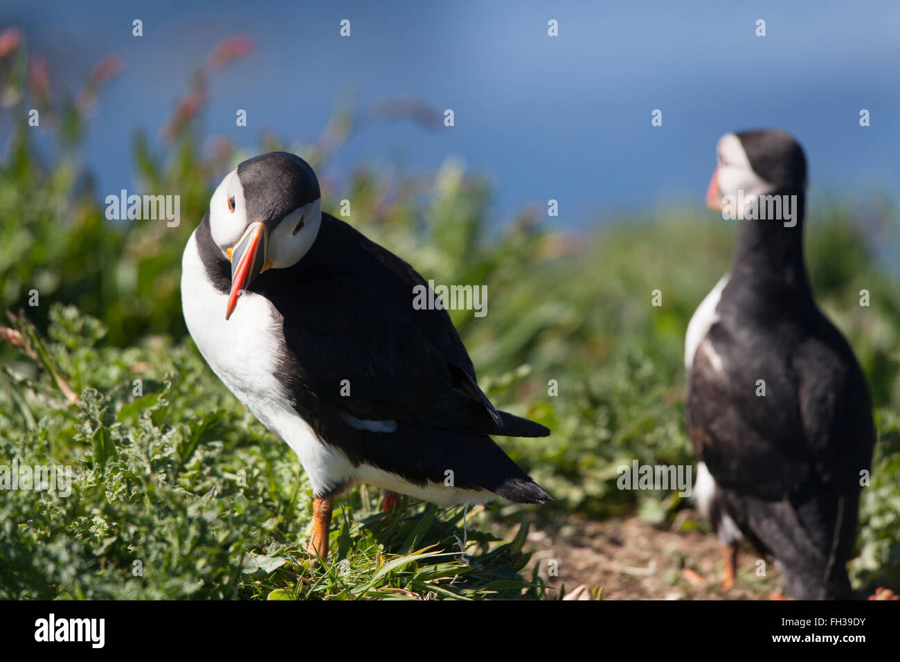 2 puffins in the wild on the Isle of Man in Scotland. Stock Photo