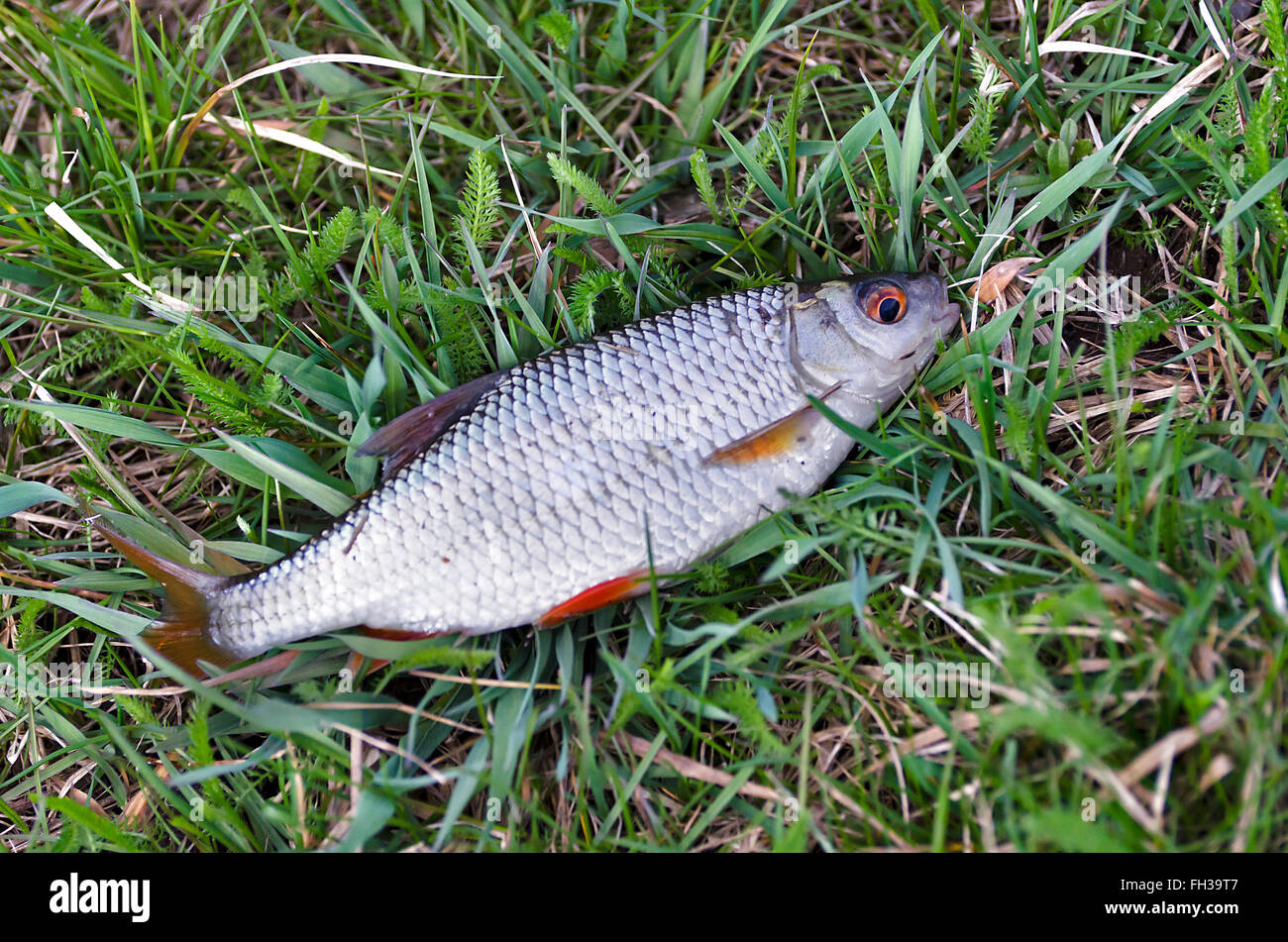 Fish roach (Rutilus rutilus) lies on the grass close up. Stock Photo