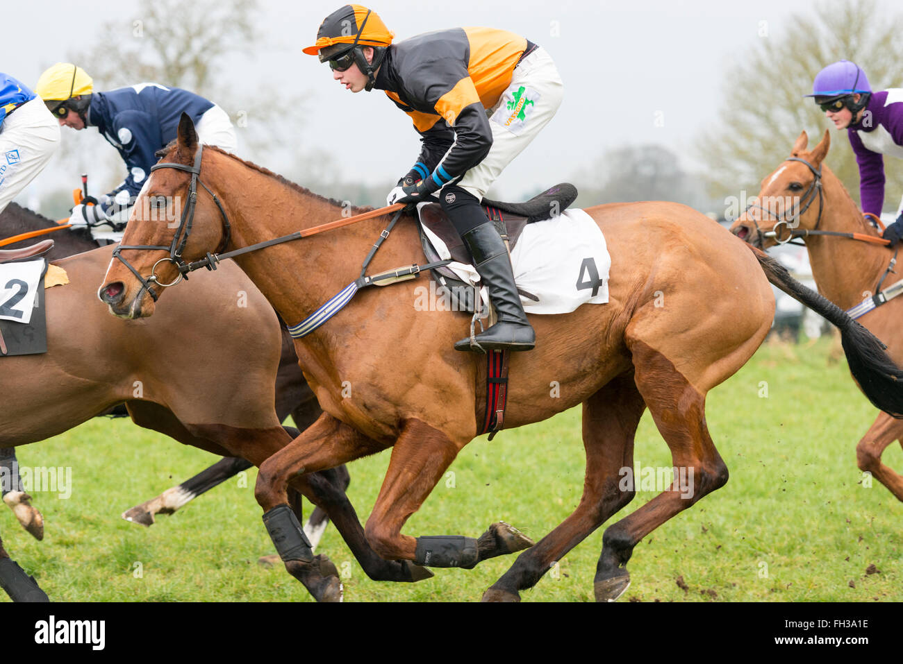 Horses racing in a point to point horse race at Cottenham Cambridgeshire UK Stock Photo
