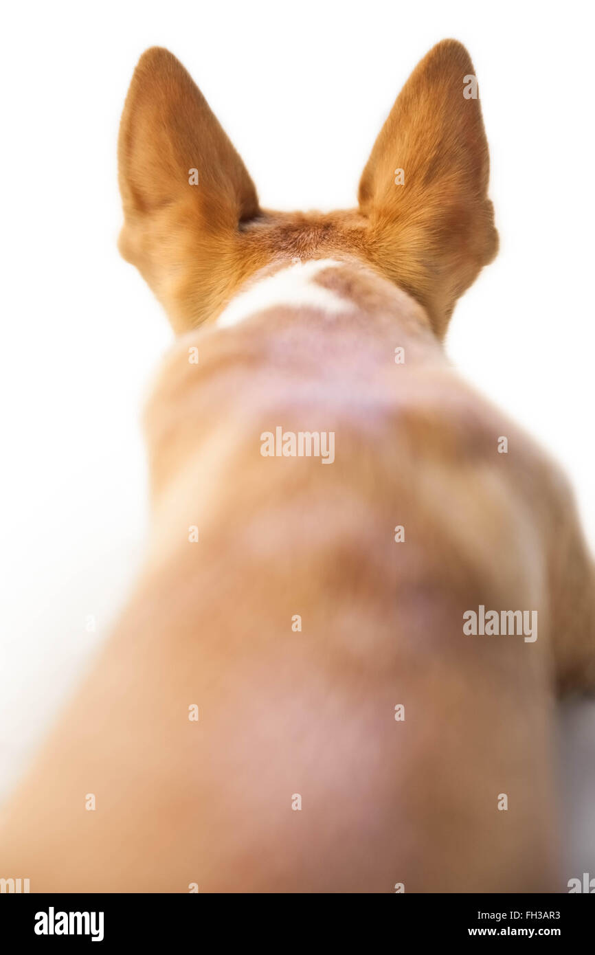 Cute dog with pointy ears Stock Photo Alamy