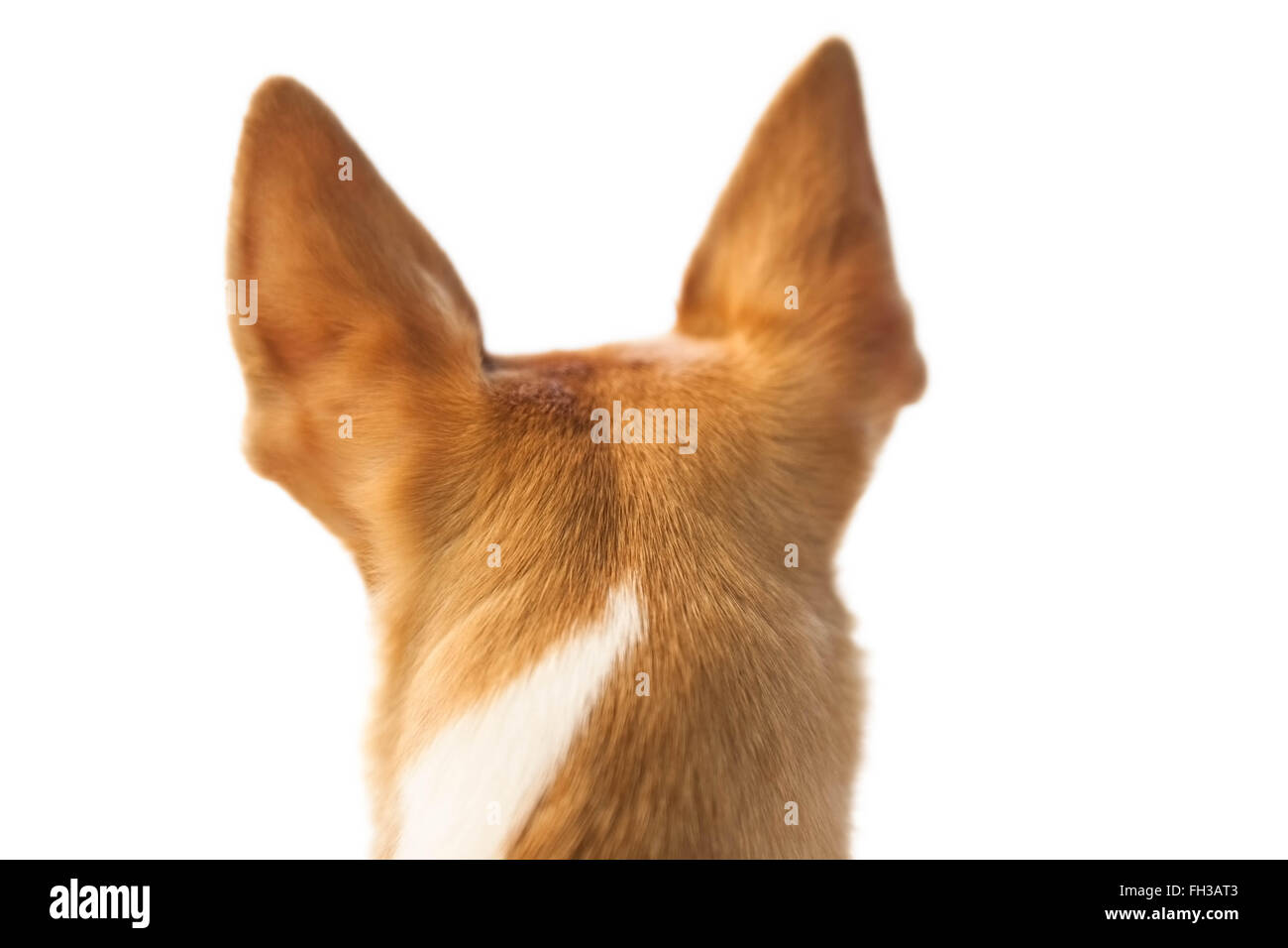 Cute dog with pointy ears Stock Photo Alamy
