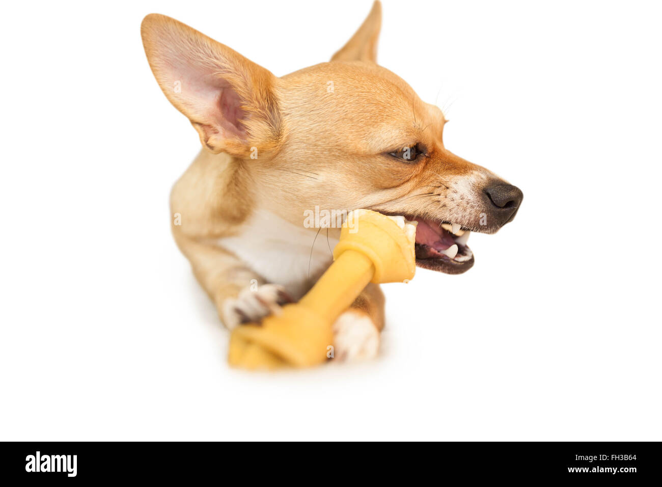 Cute dog chewing bone toy Stock Photo Alamy