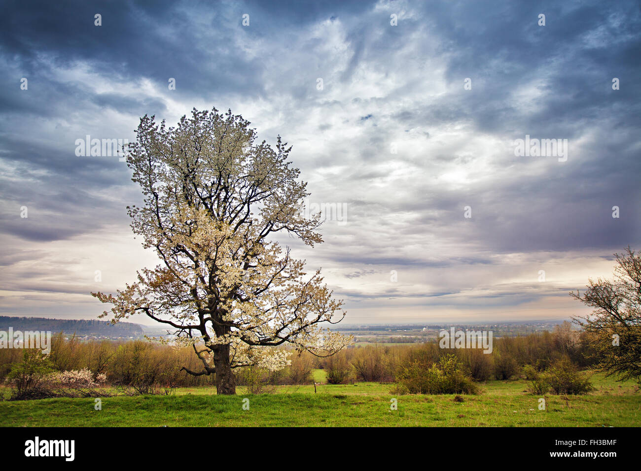 Pear-tree blossoms in spring. April in Carpathians Stock Photo