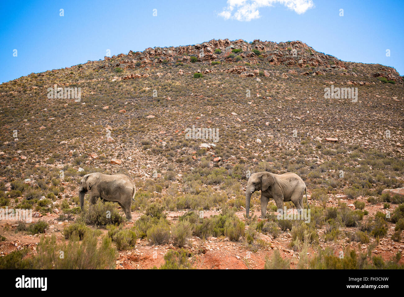 2 elephants in a Safari in Cape Town Stock Photo