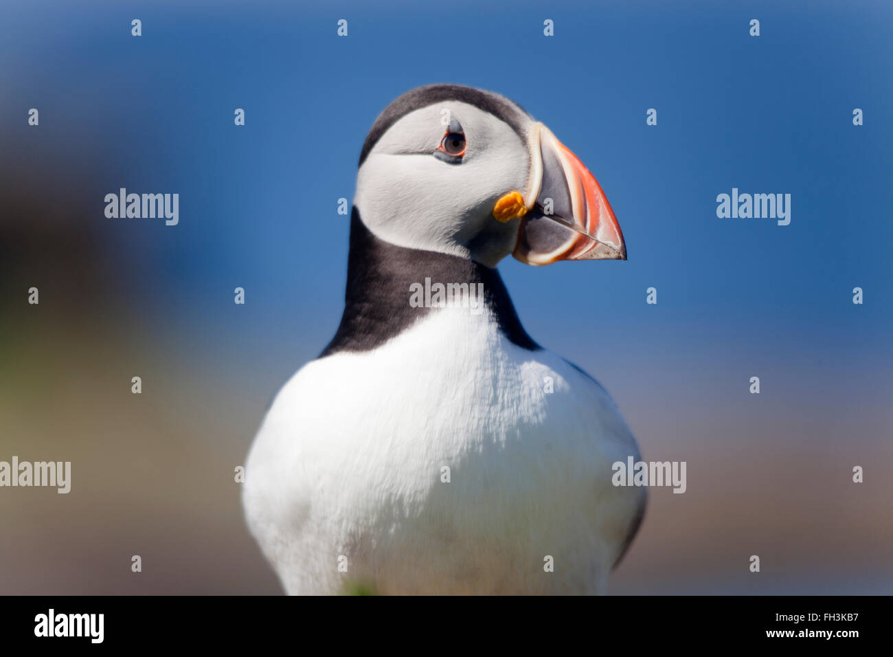 A puffin standing on the ground on the Isle of Man, Scotland Stock ...