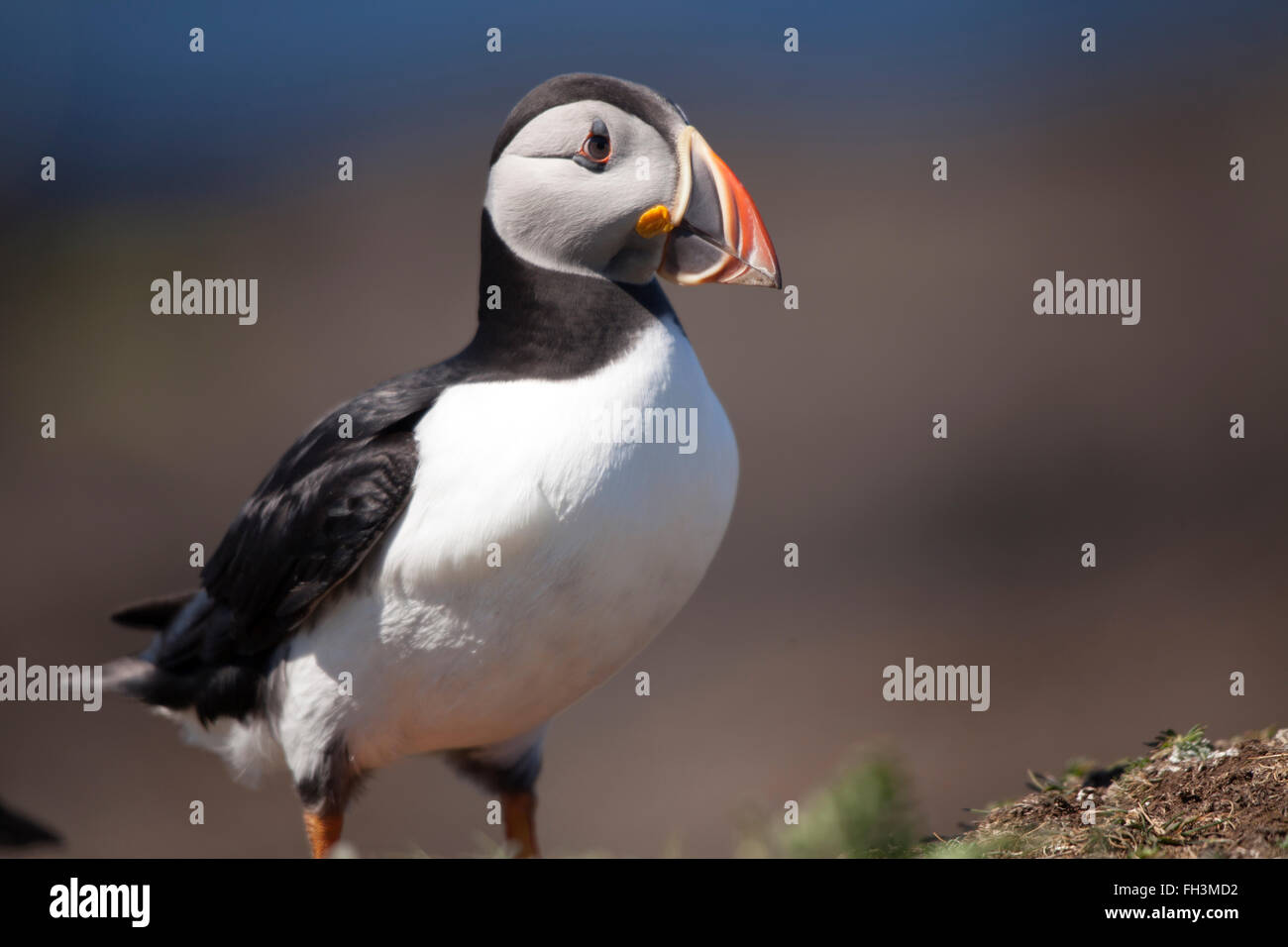 A puffin standing on the ground on the Isle of Man, Scotland Stock ...