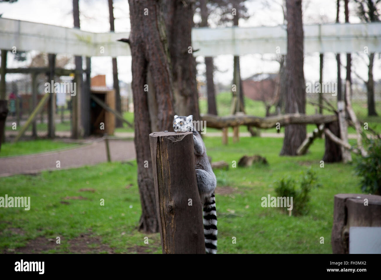 A lemur (Lemuriformes) climbs onto a tree stump at the Yorkshire