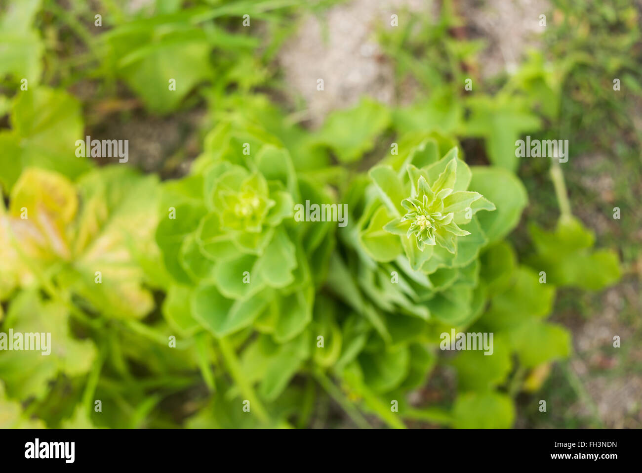 Vegetable garden lettuce hires stock photography and images Alamy