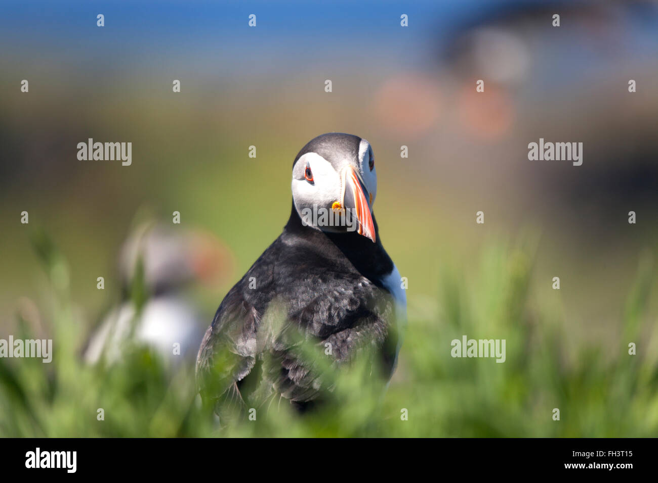 Puffin Camera High Resolution Stock Photography and Images - Alamy