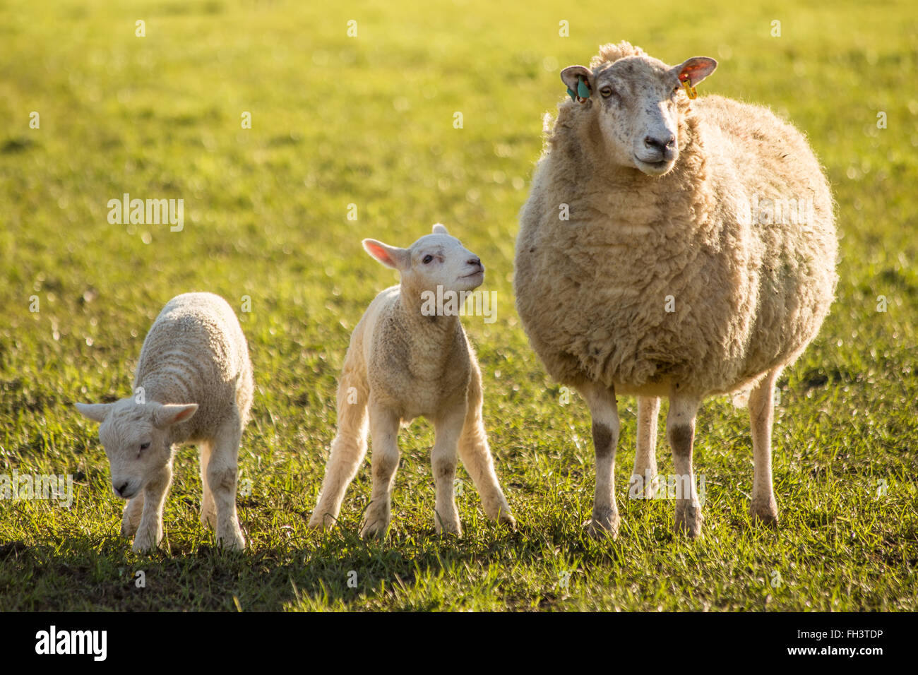 Bradford on Avon, UK. 23rd February 2016. New born lambs with their mothers enjoy a warm and sunny afternoon in a field in Bradford on Avon. The fair, dry  conditions continue this week after a sharp morning frost. The early lambs frolic in groups of their brothers and sisters and are a welcome sight as signs of Spring appear earlier than usual after a mild Winter. Credit:  Wayne Farrell/Alamy Live News Stock Photo