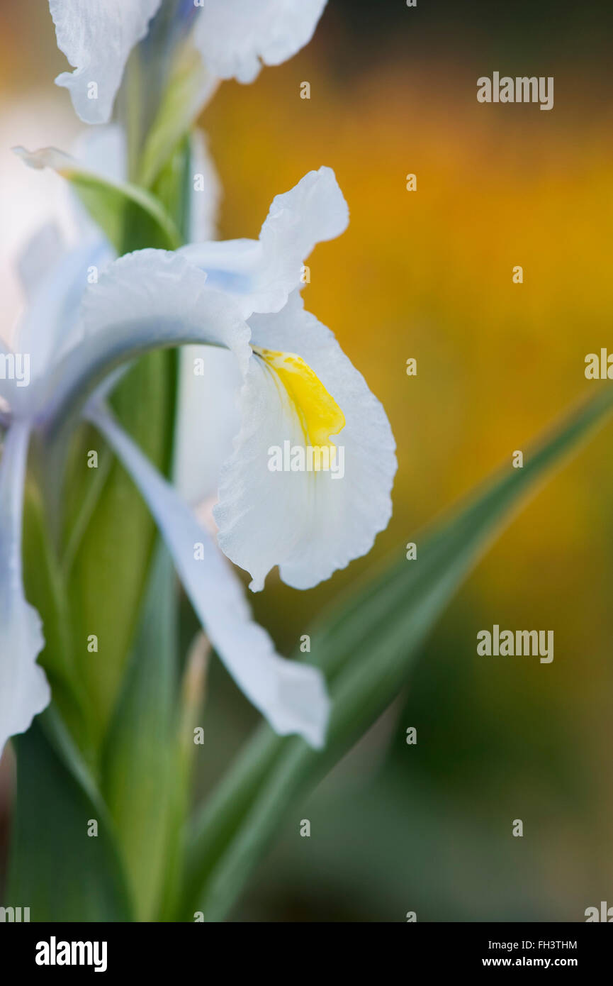 Iris aucheri 'Turkish Ice' flower Stock Photo