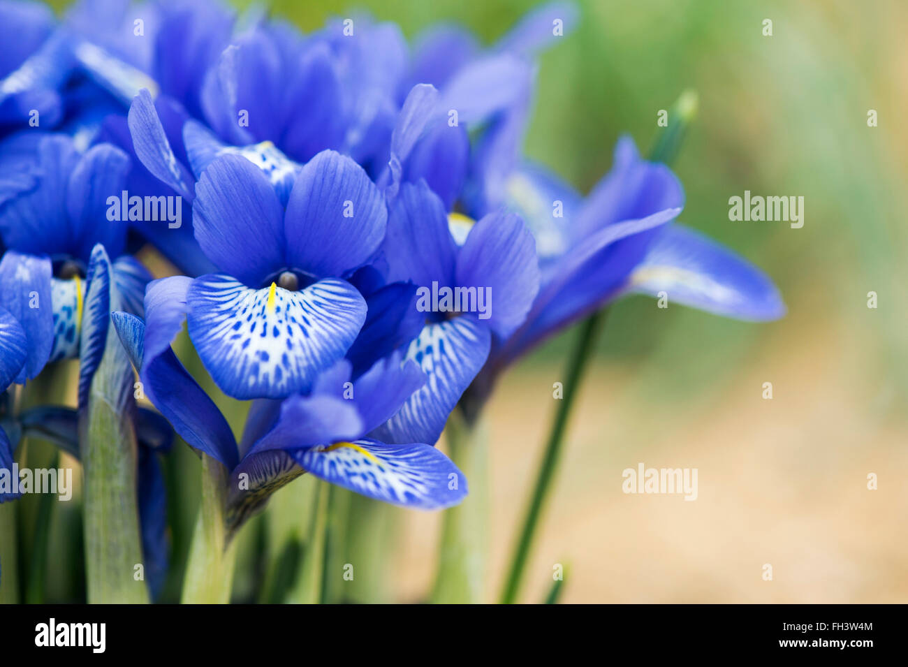 Iris histrioides 'Lady beatrix stanley' flowers Stock Photo