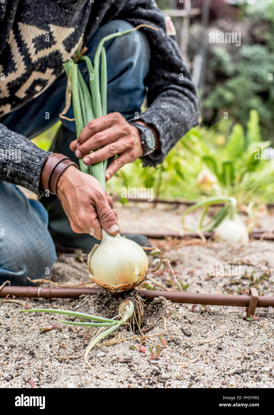 Hand harvesting onions hi-res stock photography and images - Alamy