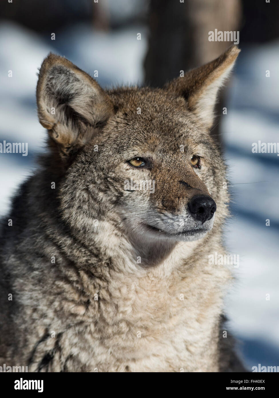 A Coyote in Minnesota Stock Photo Alamy