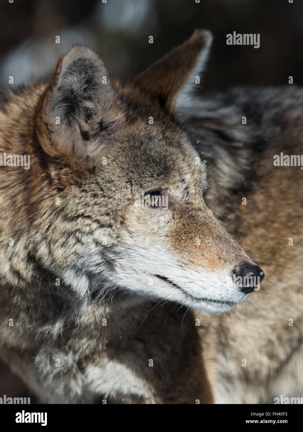 A Coyote in Minnesota Stock Photo Alamy