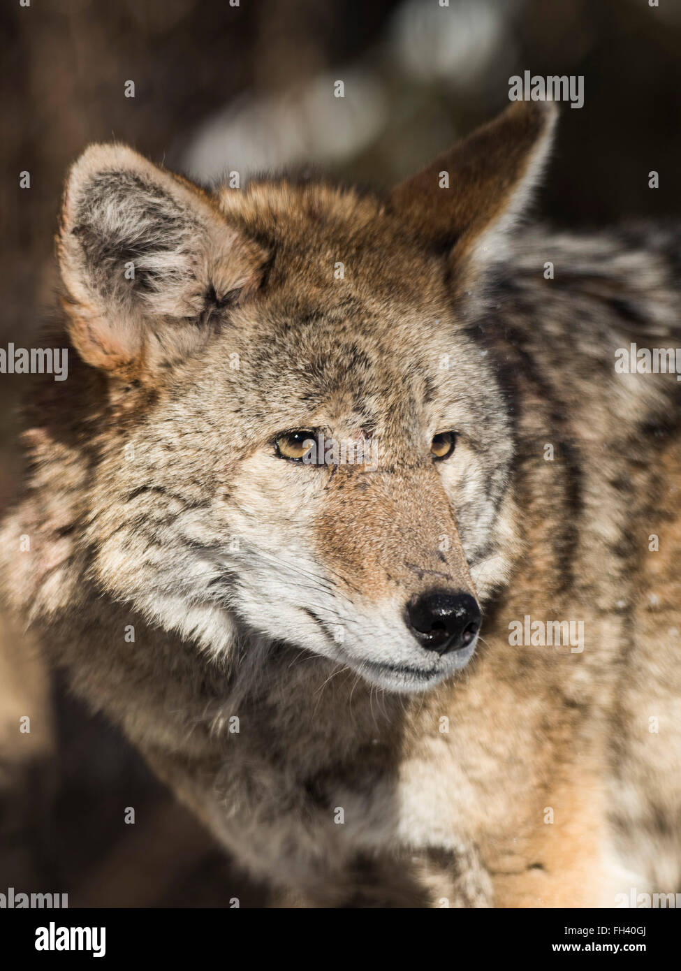 A Coyote in Minnesota Stock Photo Alamy