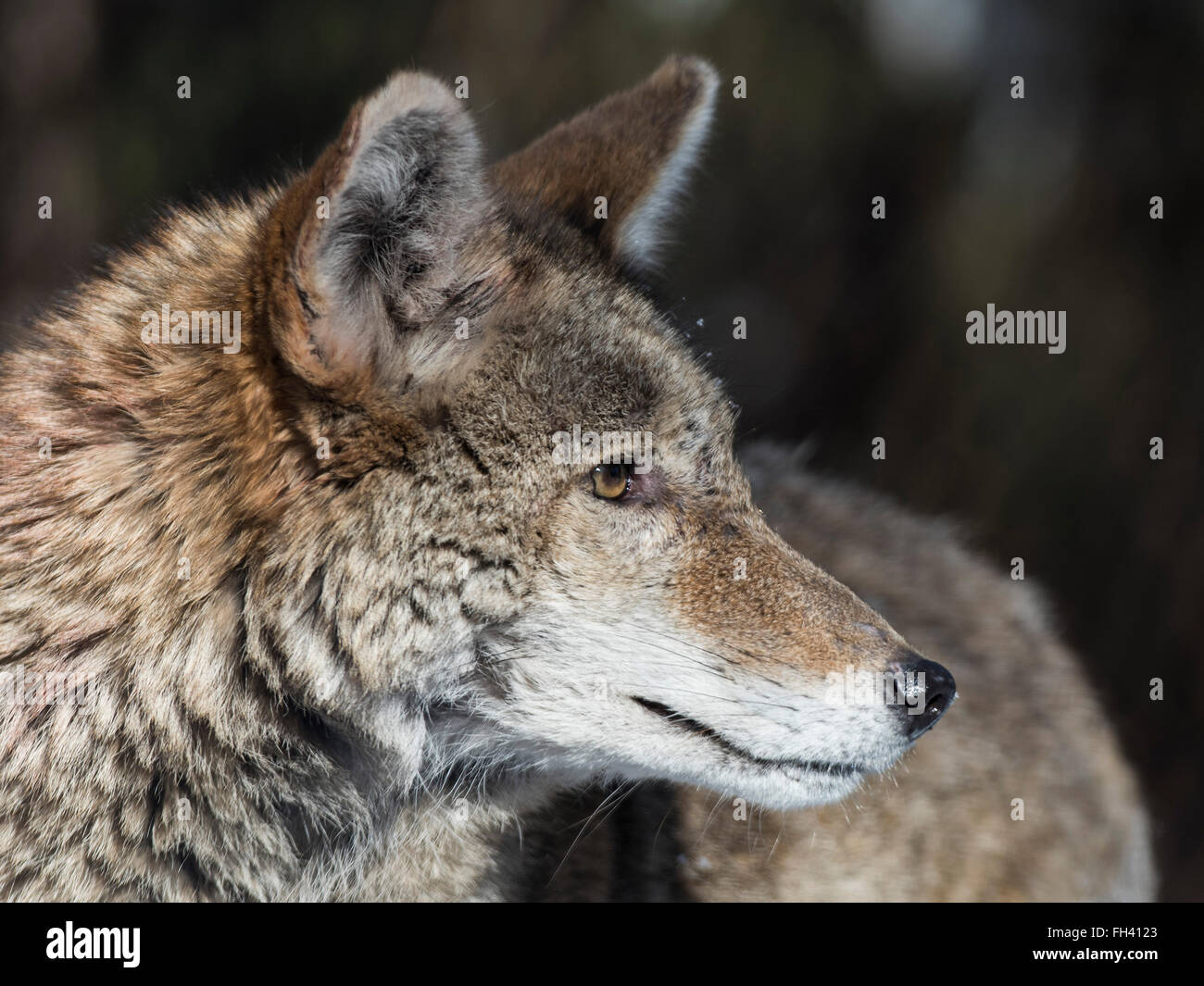 A Coyote in Minnesota Stock Photo Alamy