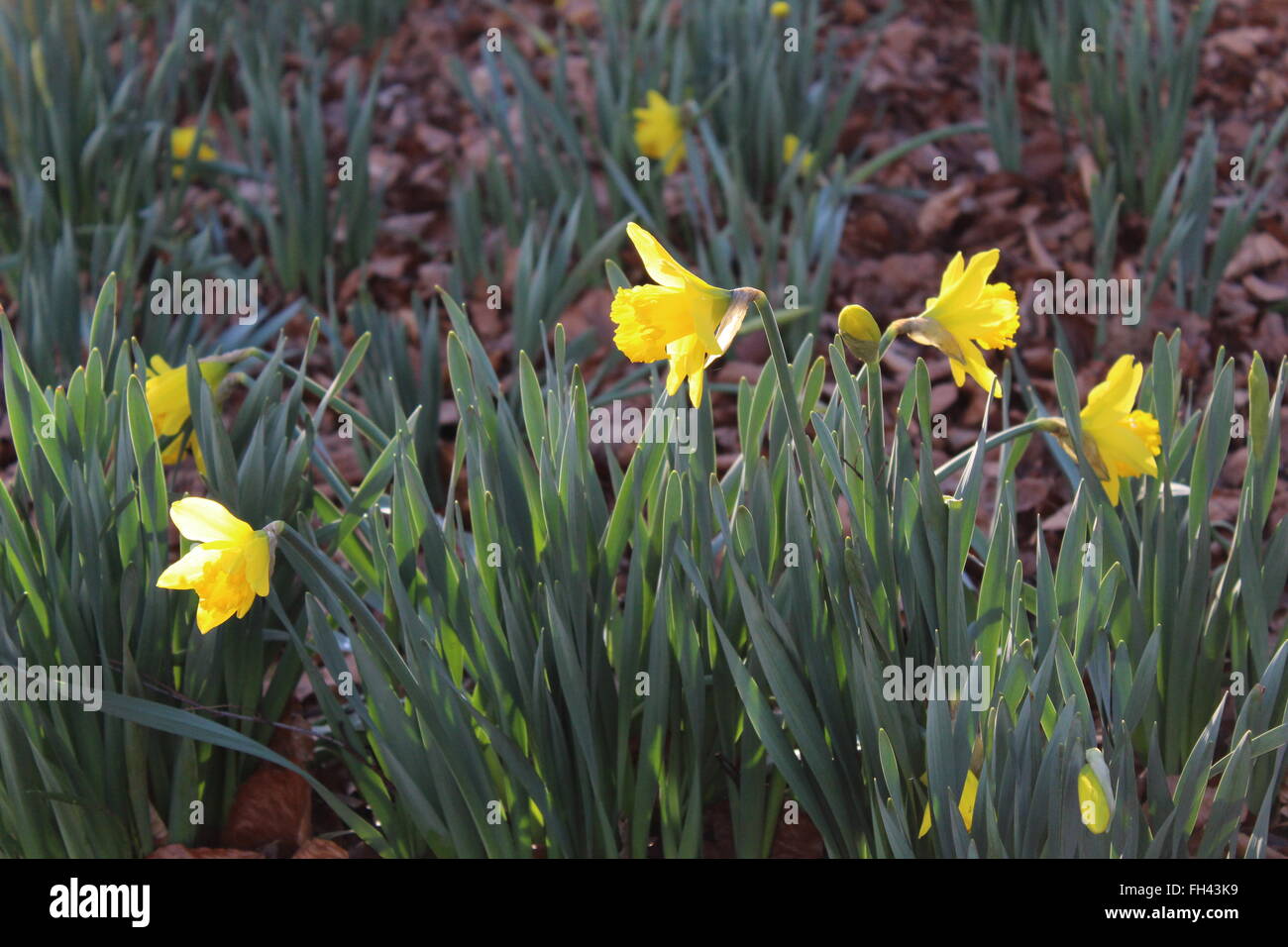 Winter Garden Daffodils Stock Photo