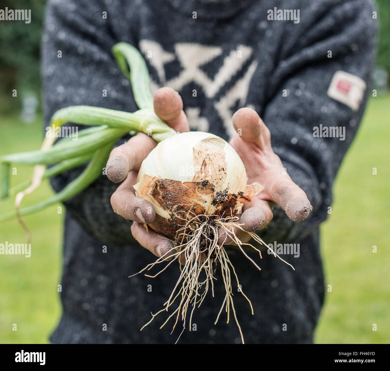 Hand harvesting onions hi-res stock photography and images - Alamy