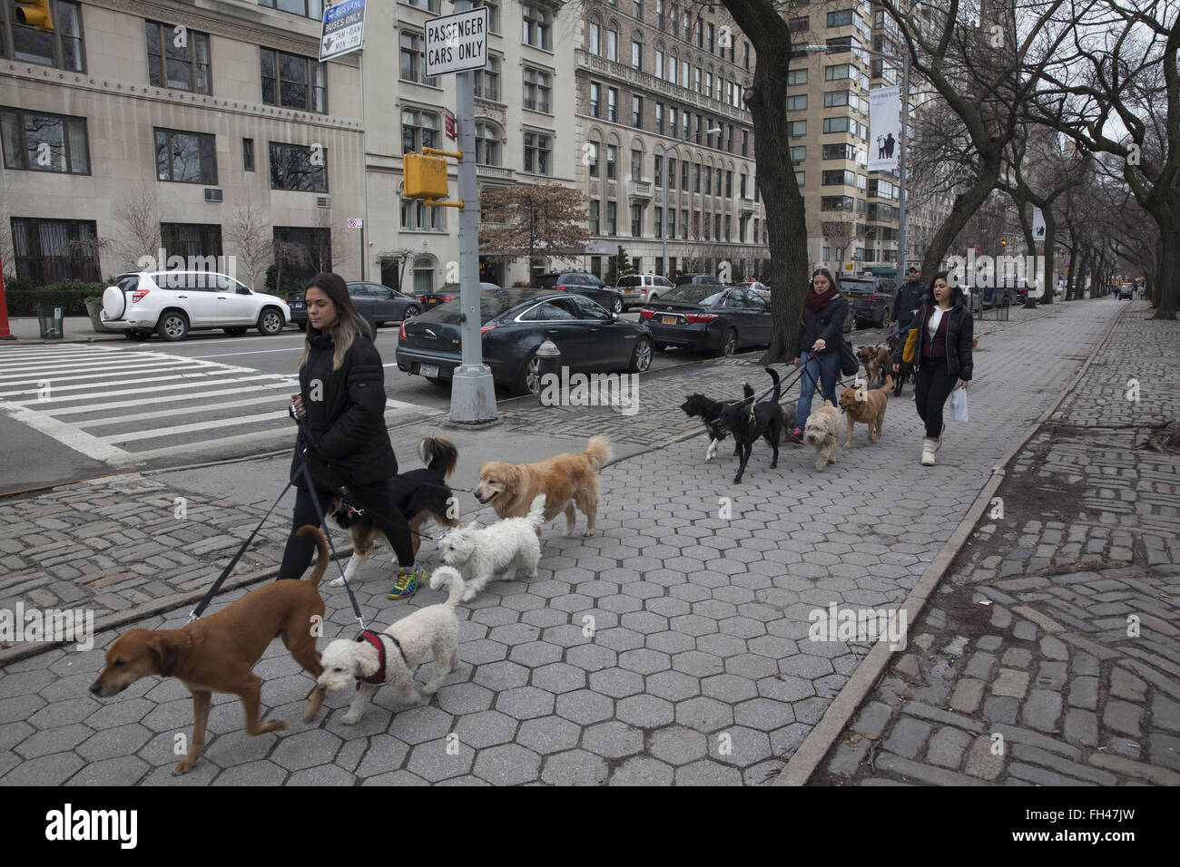Dog walker manhattan sale