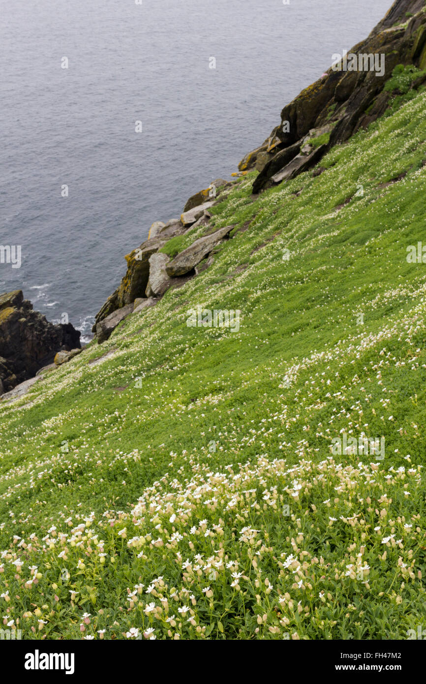 Sea Campion, Silene uniflora, on slopes of Skellig Michael above cliifs over the Atlantic Ocean. County Kerry, Ireland Stock Photo