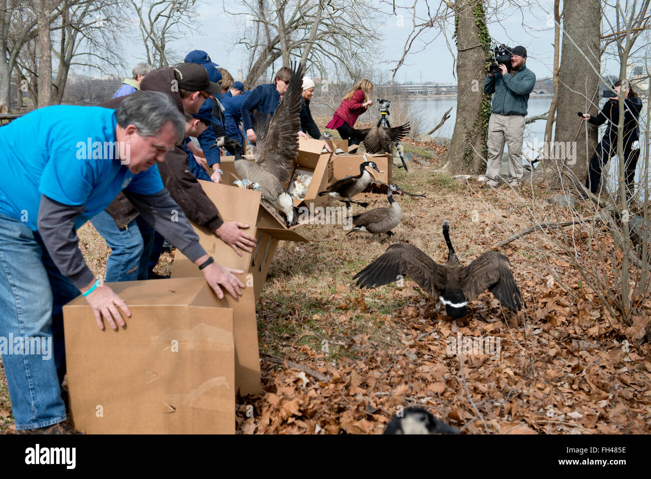 Members of the incident management diviision at Coast Guard Sector Baltimore and members of the local community release rehabilitated Canada geese near Belle Haven Marina in Alexandria, Va., Monday, Feb. 22, 2016. The geese were released into the wild after being rehabilitated by Tri-State Bird Rescue and Research. Stock Photo