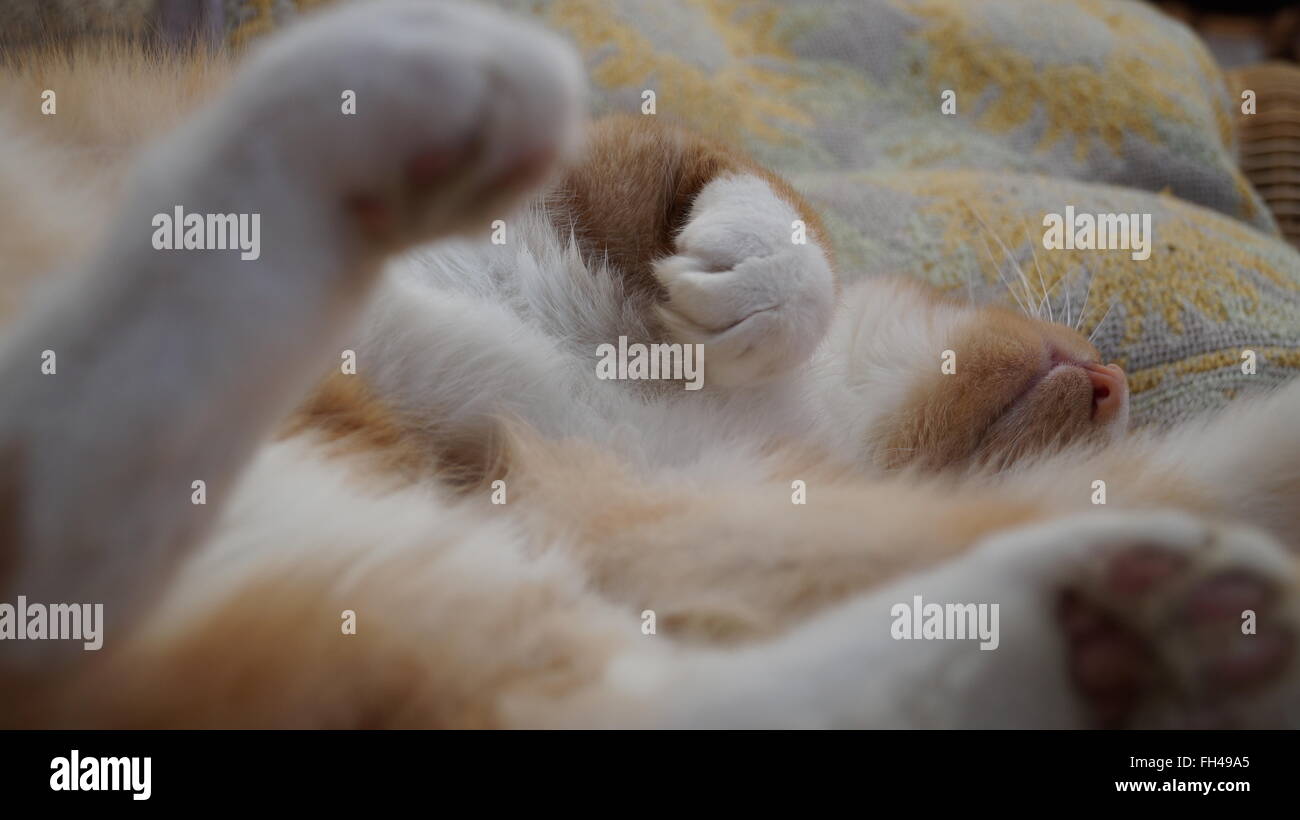 Cat asleep stretched out on their back with focus on the nose in the