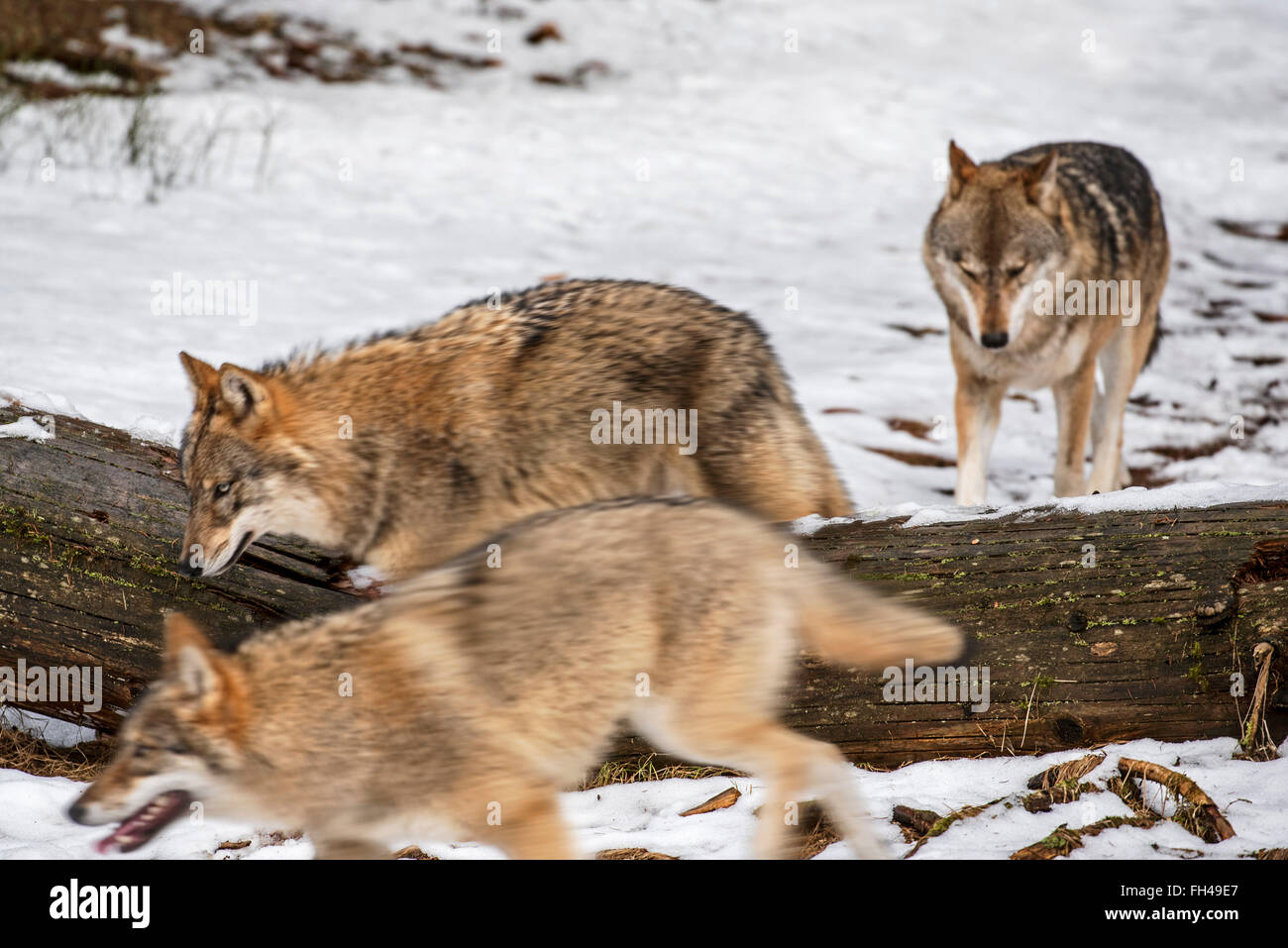 Gray wolves / grey wolf (Canis lupus) pack on the hunt running over fallen tree trunk in forest in the snow in winter Stock Photo