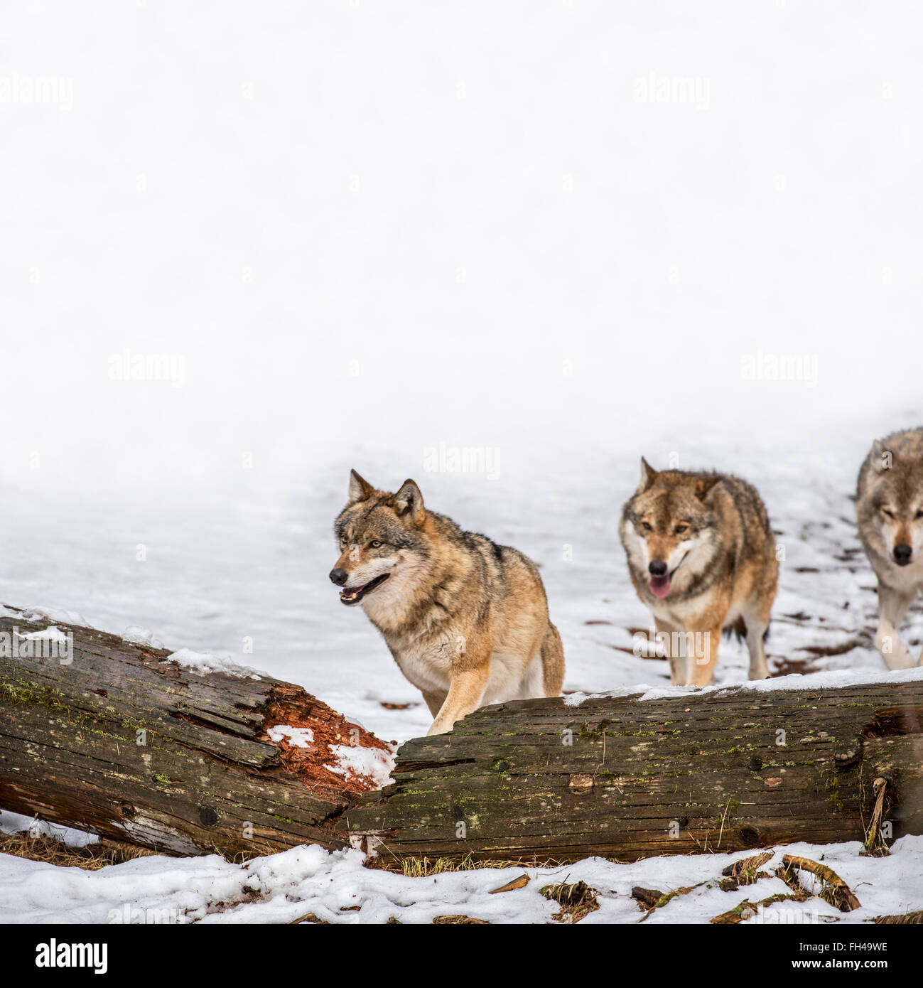Gray wolves / grey wolf (Canis lupus) pack on the hunt running over fallen tree trunk in forest in the snow in winter mist Stock Photo