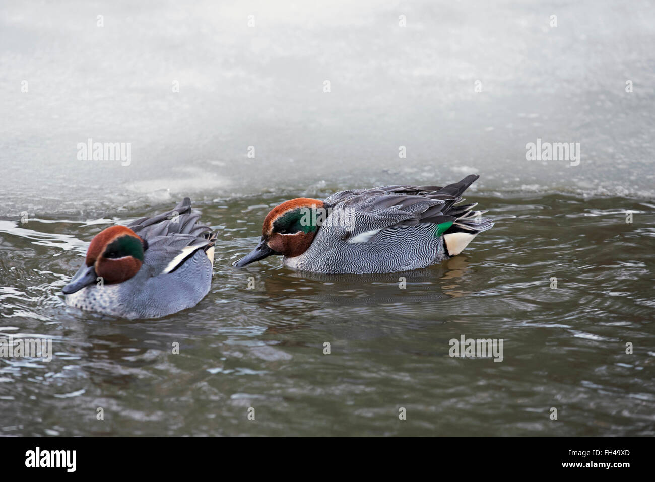Eurasian teals / common teal (Anas crecca) two males swimming in ice-hole in pond in winter Stock Photo