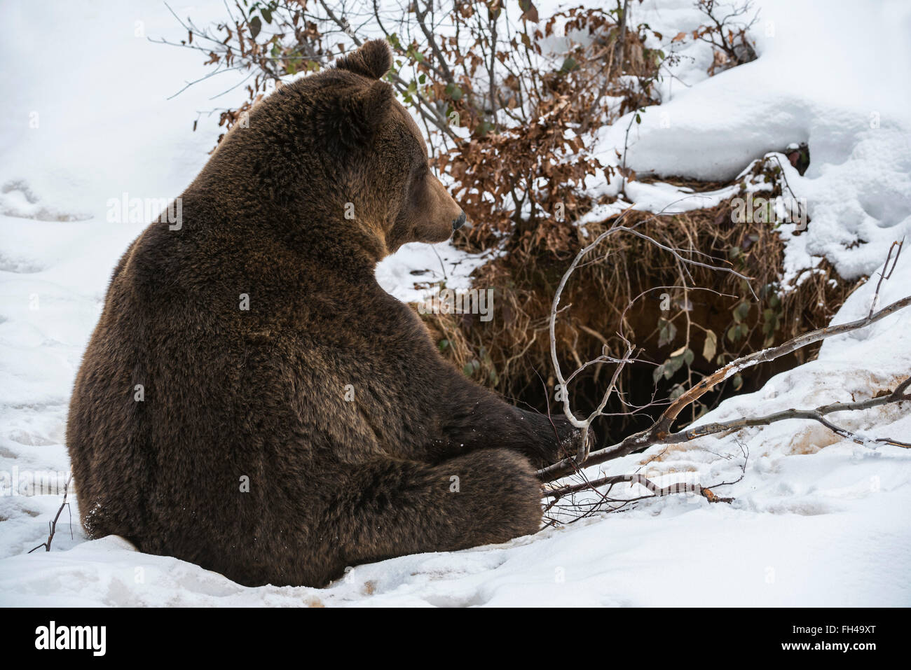 Brown bear (Ursus arctos arctos) sitting at entrance of den in the snow in autumn / winter / spring Stock Photo