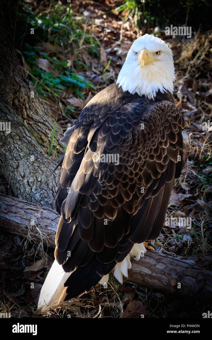 Bald Eagle at Rest Stock Photo Alamy