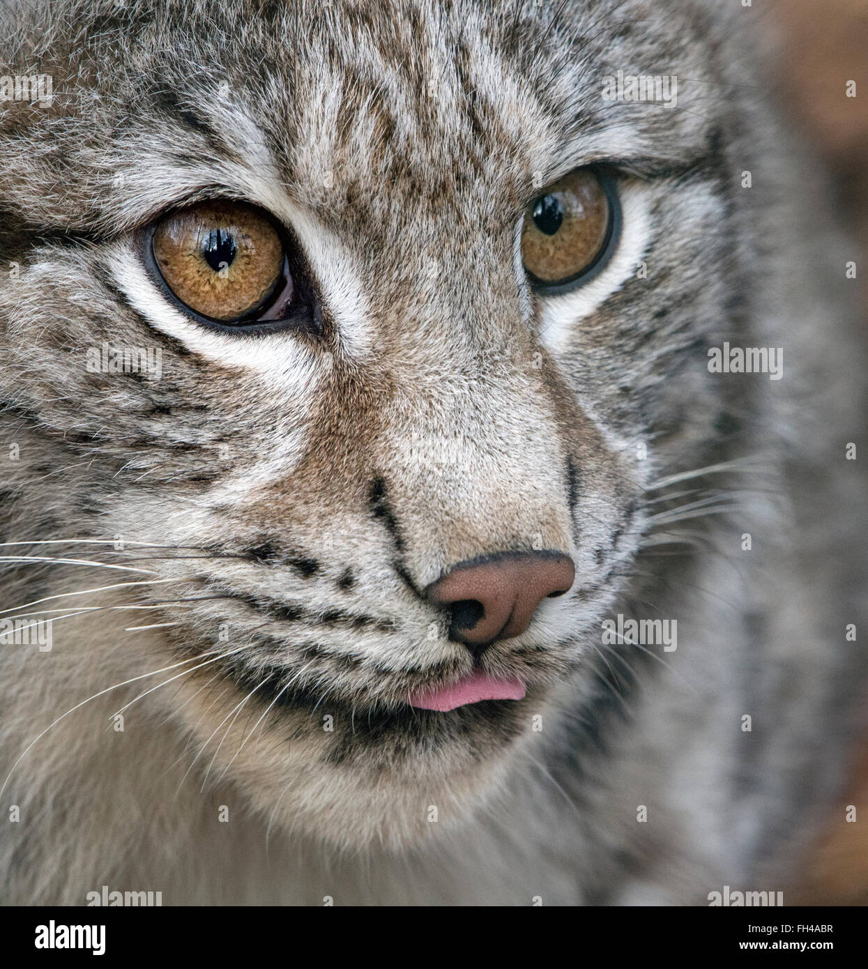 Female Eurasian lynx (close-up, with tongue poking out) Stock Photo