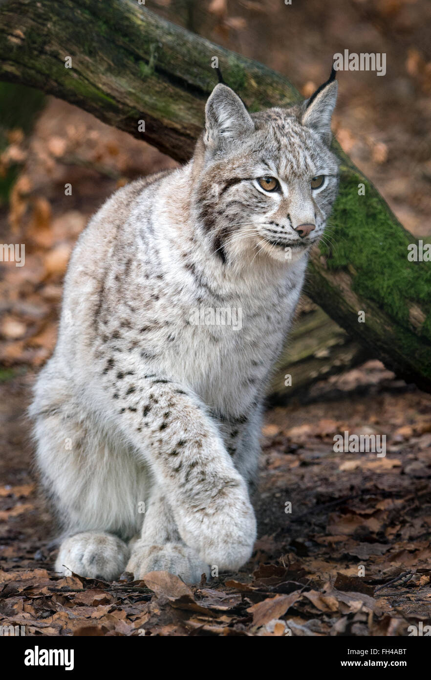 Female Eurasian lynx in light grey winter coat Stock Photo