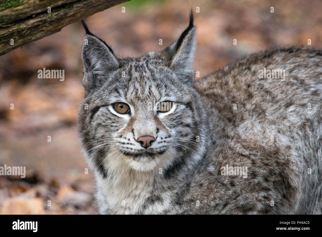 bobcat winter coat