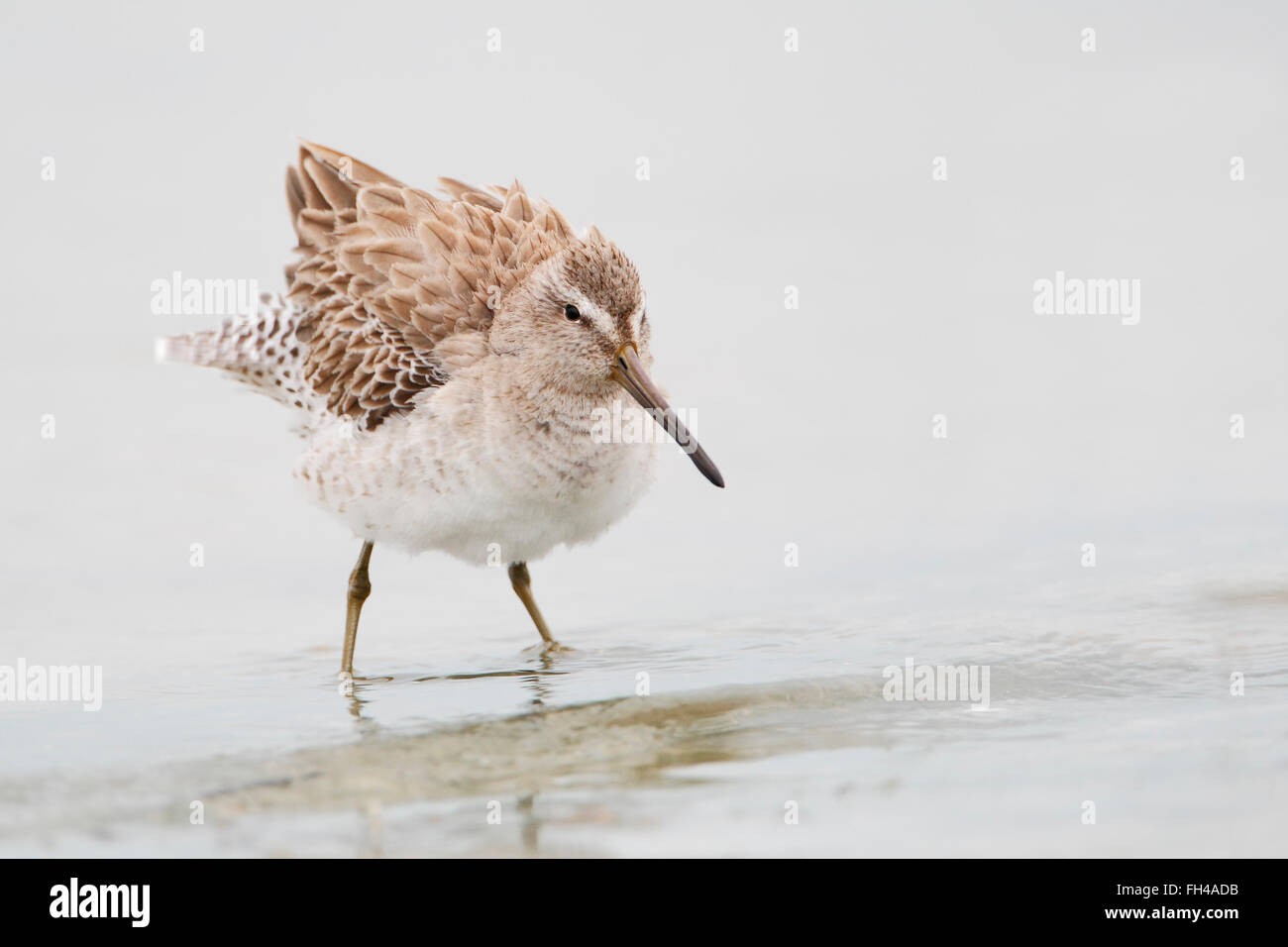 Short-billed Dowitcher (Limnodromus griseus) shaking its feathers while standing in water, Florida, USA Stock Photo