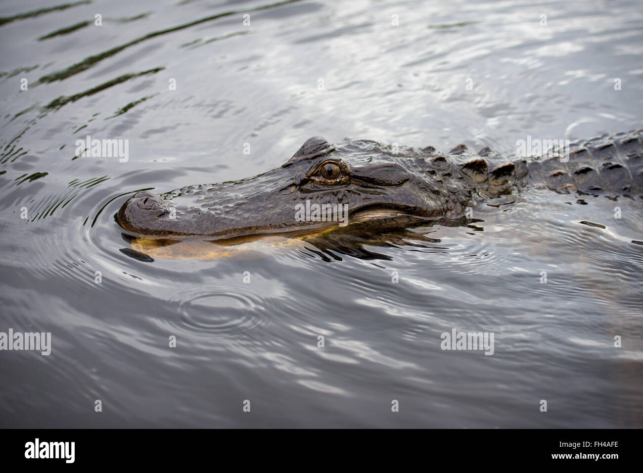 Alligator Swimming in Water Stock Photo