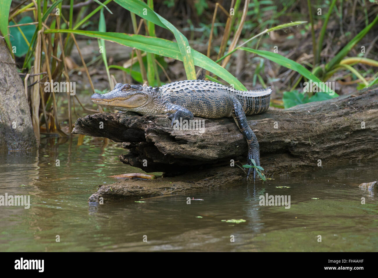 Alligator Sunbathing on Log Stock Photo