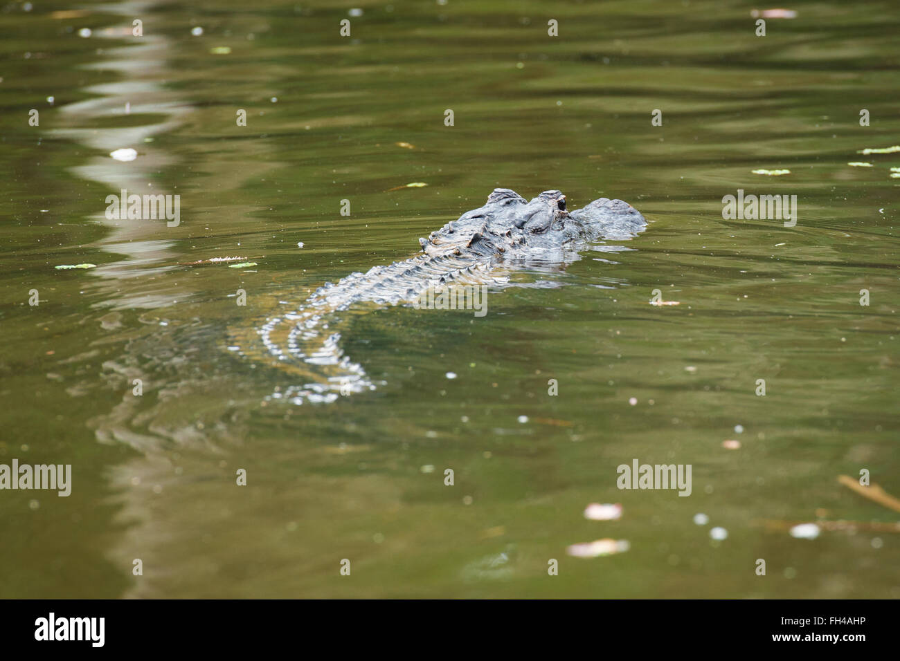 American Alligator Swimming Away Stock Photo