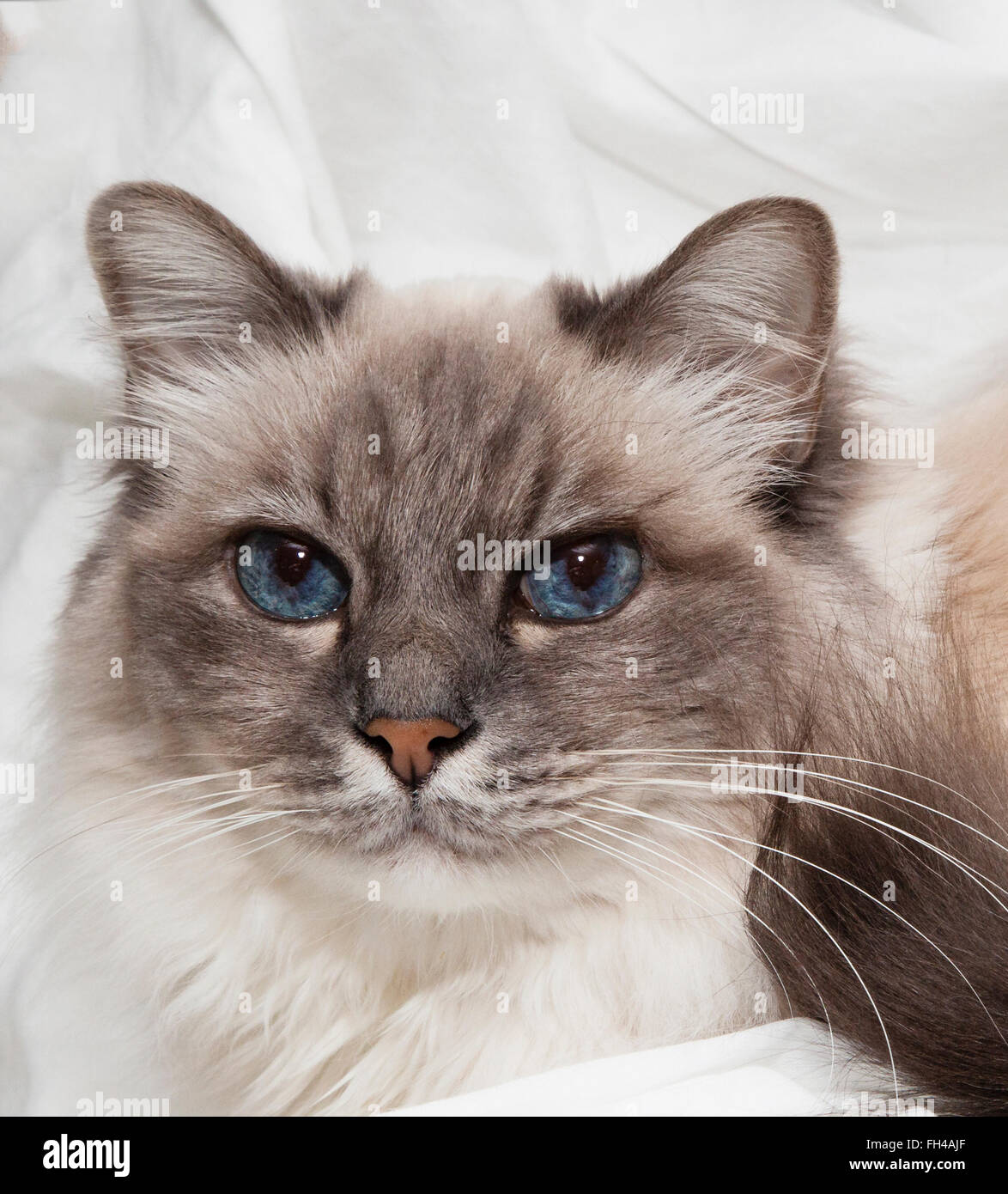 A close-up head shot of a male Birman cat. He is the 'Silver Tabby' coloration. Stock Photo