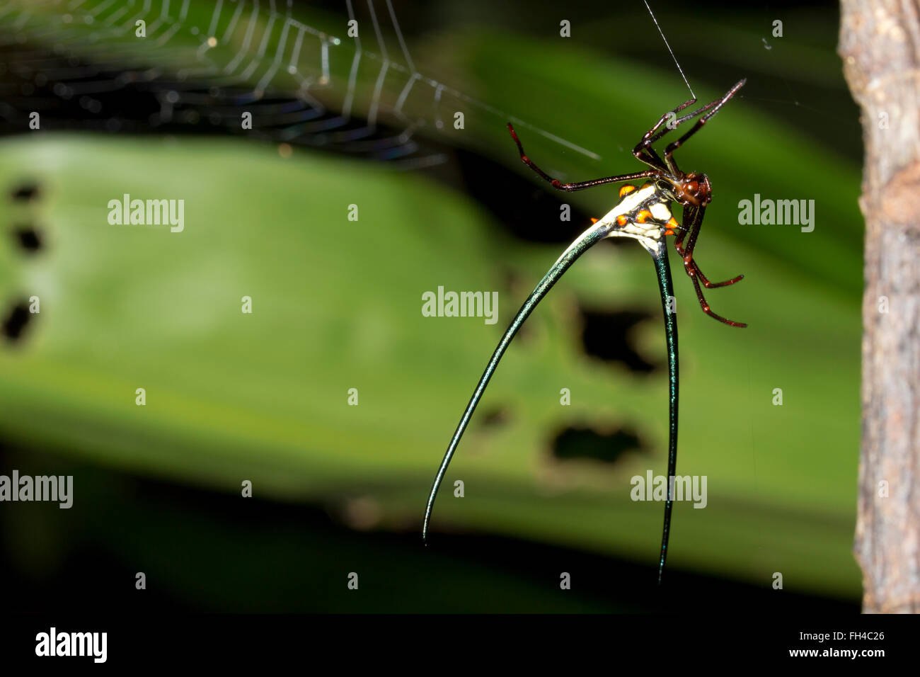 Spiny spider (Micranthena cyanospina) in its web in Pastaza province, the Ecuadorian Amazon. Stock Photo