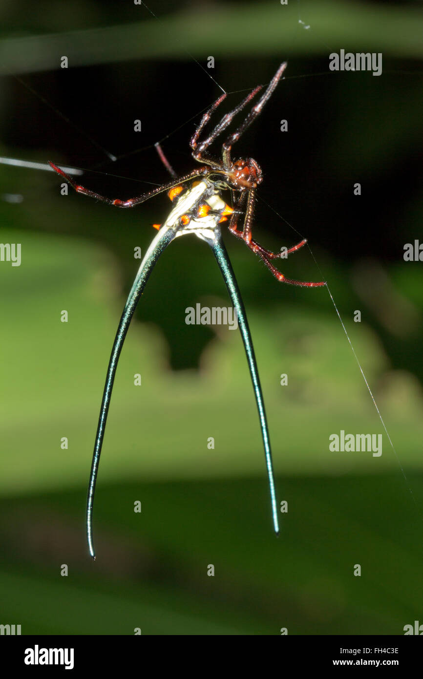 Spiny spider (Micranthena cyanospina) in its web in Pastaza province, the Ecuadorian Amazon. Stock Photo