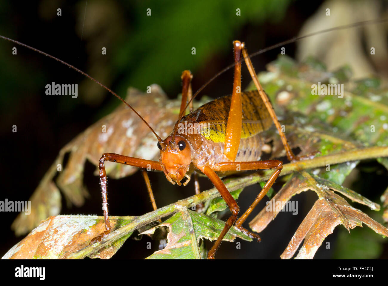 Bush cricket in the rainforest understory, Pastaza province, Ecuador
